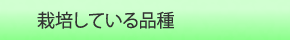 栽培している品種